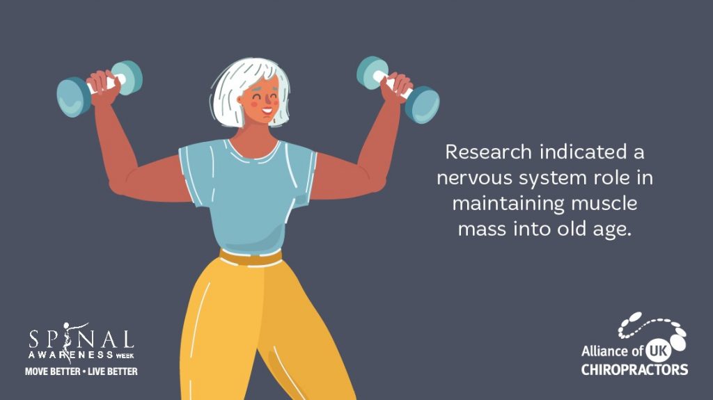 muscle-mass-improved-with-nervous-system