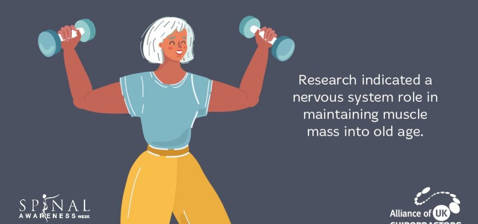 muscle-mass-improved-with-nervous-system