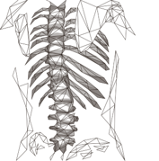 showing the segments of the spine including vertebrae, pelvis, scapulae and ribs in relation to the outline of the body.